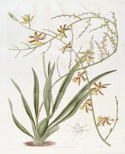 Illustration of Oncidium altissimum (Jacq.) Sw. (This drawing is NOT Oncidium baueri, see disambiguation page Oncidium altissimum) by Miss Drake